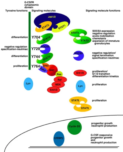 Fig. 2-1-3 G-CSF 受容体を介するシグナル伝達 [15]