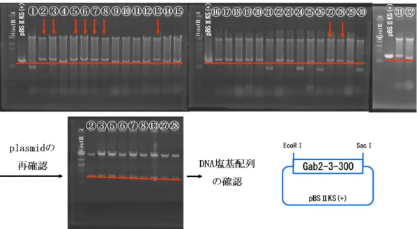 Fig. 4-2-4 sequence 用 pBSⅡKS(+)-Gab2-3-300 を EcoRⅠで処理して、断片の長さから PCR により増幅した Gab2-3-300 断片を持つプラスミドを選択し決定する結果、
