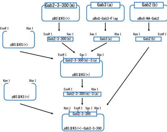 Fig. 4-2-5 pBSⅡKS(+)-Gab2-3-300 の構築方法 