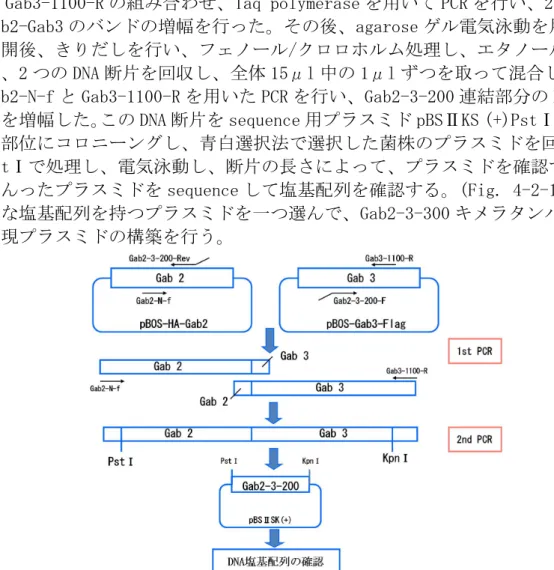 Fig. 4-2-9 sequence 用 Gab2-3-200 の Gab2-Gab3 連結部分の構築方法 