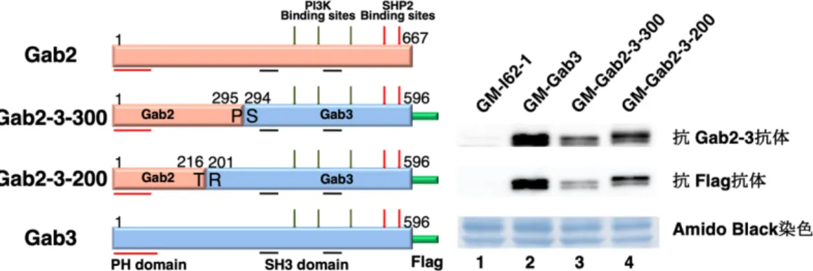 Fig. 4-2-15 Gab2-3-300 と Gab2-3-200 タンパク質の構造と発現量の確認 