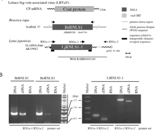 Fig. 3. Expression of negative-strand RNA virus-related sequences from plant nuclear  genomes