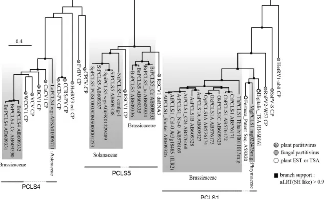 Fig.  4.  Phylogenetic  tree  of  selected  partitivirus  coat  proteins  (CPs)  and  partitivirus  CP-like sequences (PCLSs) present on plant genomes