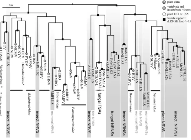 Fig  5.  Phylogenetic  relationship  of  L  protein  sequences  of  mononegaviruses  (filoviruses,  paramyxoviruses,  rhabdoviruses  and  bornaviruses)  and  endogenous  mononegavirus L protein-like sequences (MLLSs) from fungi, plants, insects, fish and  