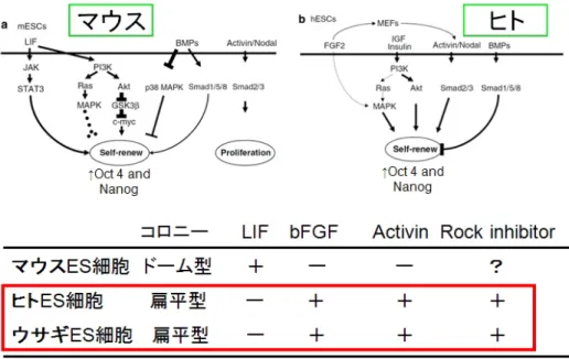 図 4　ウサギ ES 細胞とヒト ES 細胞の共通点。ウサギ ES 細胞はその形態だけでなく、 未分化性維持機構もヒト ES 細胞に酷似していることが明らかになった。 図 5　ウサギ ES 細胞の神経分化誘導。体外で神経に分化誘導したウサギ ES 細胞。行うことは iPS 細胞の性質を知る上で重要であり、ますます ES 細胞研究の必要性が高まっている。一般的なES 細胞は 129 系統のマウスから樹立するものであり、他の系統から樹立するのは困難とされてきた。しかし、当研究室では、遺伝的背景の均一化を簡略化で