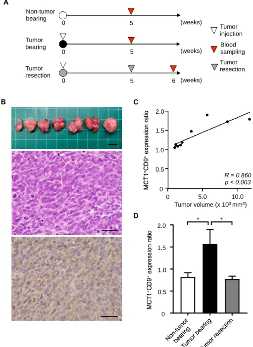 Figure 2. In vivo dynamics of MCT1 + CD9 +  EVs in synovial sarcoma-bearing mice. (A) Schema of  the animal experiments
