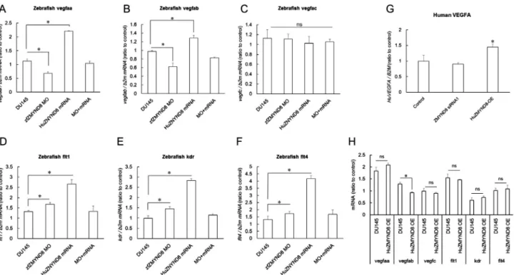 Fig. 5. Quantitative RT-PCR analyses of genes involved in the VEGF pathway of ZMYND8-modulated xenografts in zebraﬁsh