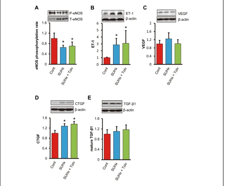 Figure S2.  Western blotting analysis of (A) endothelial NOS phosphorylation ratio, (B) endothelin-1/β-actin ratio, (C) vascular  endothelial growth factor/β-actin ratio, (D) collagen tissue growth factor/β-actin ratio and (E) mature transforming growth  f