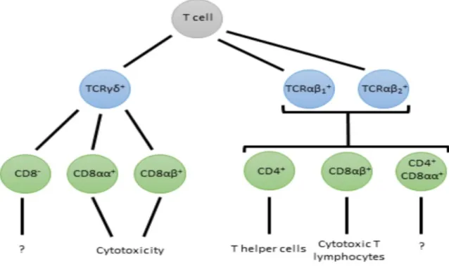 Figure  1-2.  Chicken  T  cells  as  classified  by  TCR,  CD4  and  CD8  expression  and  their  putative  functions