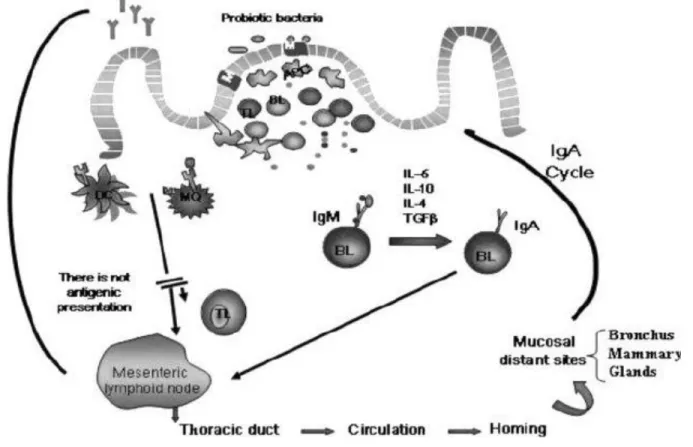 Figure 1-3. Systemic immune response induced by probiotic bacteria after interaction with the  immune  cells  of  the  Peyer's  patches