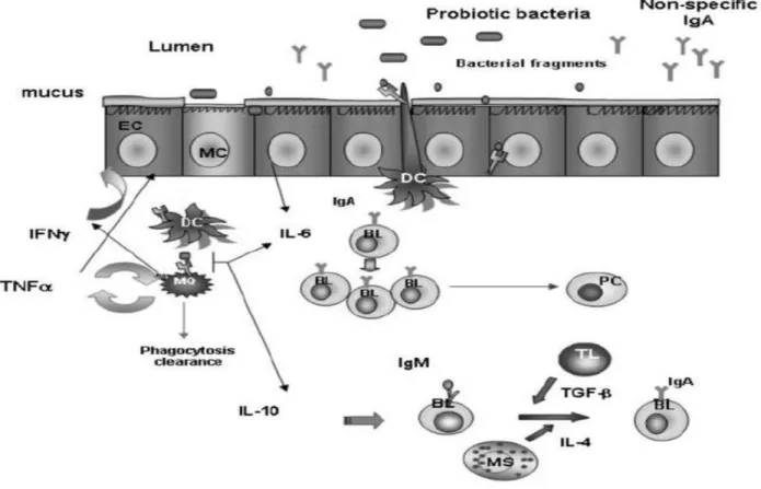 Figure 1-4. The local immune response in the gut induced by the interaction between probiotic  bacteria  and  the  epithelial  and  immune  cells  associated  with  the  lamina  propria  of  the  small  intestine