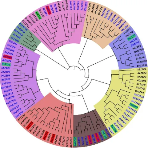 Figure  1.5  Phylogenetic  tree  of  ZIP  transporter  family  proteins  of  plants.   The  phylogenetic tree was constructed from 113 ZIP transporter protein sequences collected 