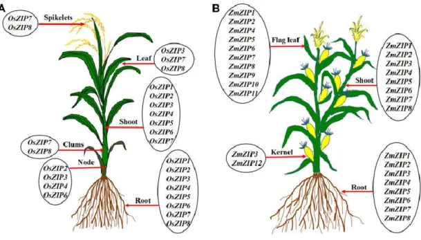 Fig. 1.6 Expression of ZIP transporter genes in different organs of rice (A), and  maize (B) (Krishna et al., 2020)
