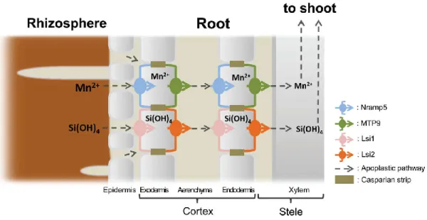 Figure 1.7 Schematic presentation for efficient uptake systems for manganese (Mn)  and silicon (Si) in rice roots (Sasaki et al., 2016)