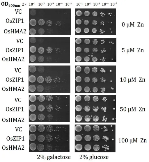 Figure  2.3  Transport  activity  of  OsZIP1  for  Zn.  Growth  of  ZHY3  (zinc  uptake  defective  yeast  strain)  expressing  empty  vector  (VC),  OsZIP1  or OsHMA2  (positive  control)