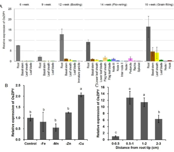 Figure 2.4  Expression pattern  of OsZIP1.  (A)  Growth  stage-  and organ-dependent  expression of  OsZIP1
