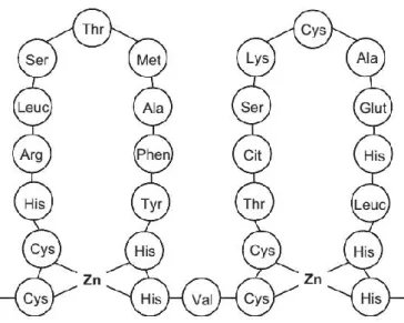 Figure 1.2 Schematic diagram of the role of Zn  in the structure of a C2H2  zinc  finger in protein (Marschner, 2012)