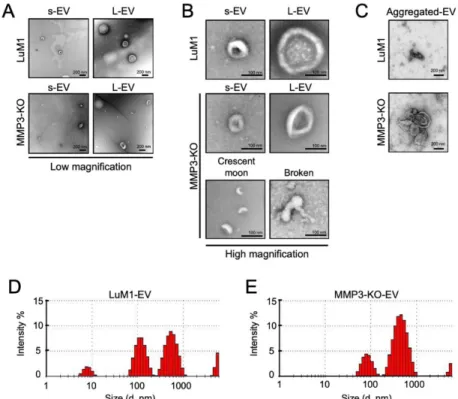 Figure  5.  MMP3  knockout  impacts  the  physical  integrities  of  extracellular vesicles