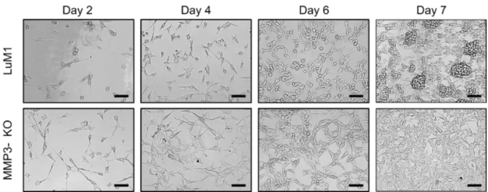 Figure 7.  Representative images of re-cultured LuM1 and MMP3- MMP3-KO cells in 2D culture