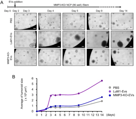 Figure 8. The addition of MMP3-rich EVs accelerated the in vitro  tumorigenesis  of  MMP3-KO  cells
