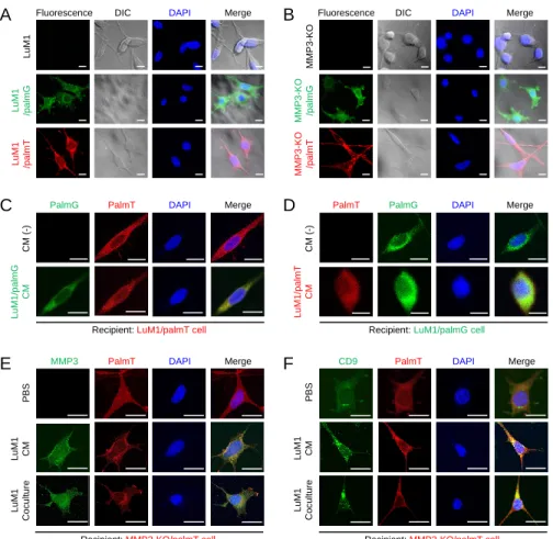 Figure  10.  Establishment  of  fluorescent-labeled  LuM1  and  MMP3-KO  cells.  (A,  B)  Fluorescent  labeled  (A)  LuM1  and  (B)  MMP3-KO cells