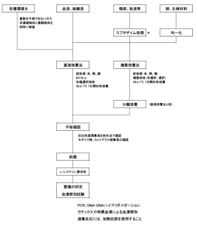 図 1.	  Legionella sp.の分離，同定手順 