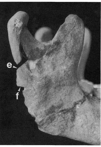Fig.  3.  The  right  mandibular  ramus,  viewed  from  the     right.  The injuries  (e) and  (f) in  this bone respectively 