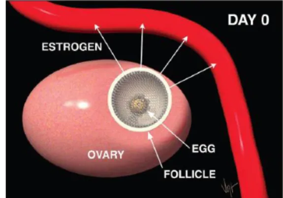 Figure 3. The bovine estrus cycle  (www.selectsires.com) 