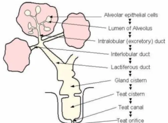 Figure 8. Schematic representation of bovine mammary gland 