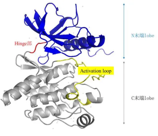 Figure 4.  キナーゼの典型的な構造 