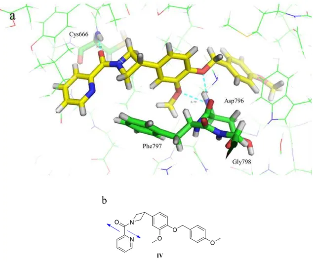 Figure 13.  化合物  IV と CSF-1R とのドッキングモデルの図