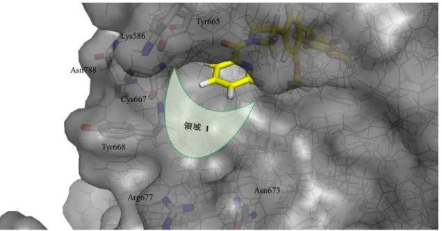 Figure 14.  化合物  IV と CSF-1R とのドッキングモデル図と領域 1 の位置  23, 37a)