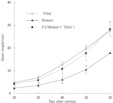 Fig. 2   Shoot growth  of F plant obtained  from  crossing original ʻ Firstʼand mutant with short internodes. 