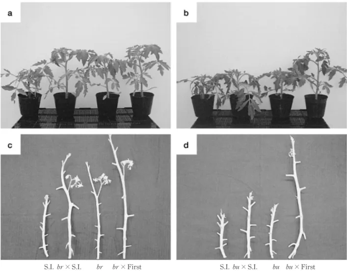 Fig. 3   Plant height (a and b) and internode length (c and d) in F plants of br× S.I
