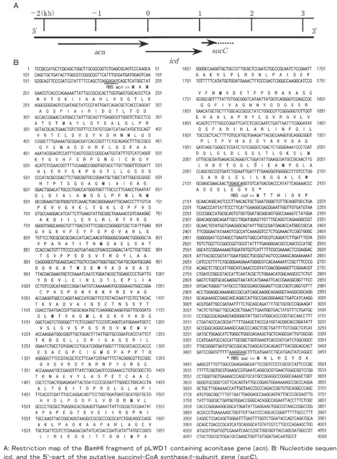 Fig. 1   A:Restriction map of the Bam HI fragment of pLWD1 containing aconitase gene ( acn ).B:Nucleotide sequences of  acn, icd, and the 5ʼ ‑part of the putative succinyl‑CoA synthase β ‑subunit gene ( sucC).