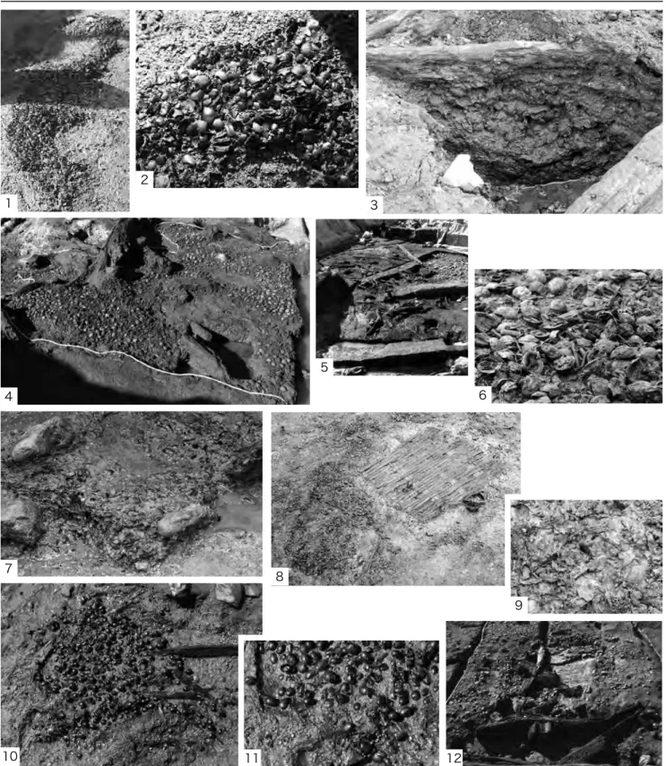 図 4 　下宅部遺跡の大型植物遺体および遺構検出状況．—  1– ：第 1 号トチ塚（ 1 ：全体，  ：拡大），  ：第 1 号クルミ塚， –6 ： 第  号クルミ塚（  ：北東部集中， 5 ：全体， 6 ：拡大）， 7 ：第 5 号トチ塚， 8 ： 7 号編組製品周辺堆積土， 9 ：有機物集中（ S-8 ） 拡大， 10–11 ： 9 号編組製品上のアカガシ−ツクバネガシ果実（ 10 ：全体， 11 ：拡大）， 1 ：第 8 号水場遺構．
