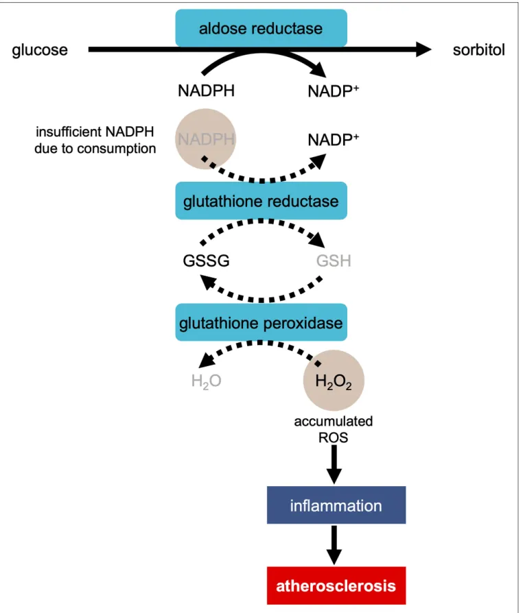 FIGURE 1 | Development of atherosclerosis via ROS production in the polyol pathway in the condition of hyperglycemia
