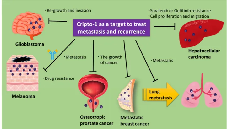 Figure 3. Antagonizing Cripto-1 can decrease metastasis and tumor recurrence. A summary of the tumor-suppressing  effect of Cripto-1 antagonists on metastasis and recurrence of tumors