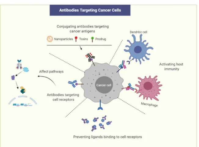 Figure 1. Strategies  for targeting cancer cells with monoclonal antibodies (Mab). Mabs can be conjugated with  toxins  or nanoparticles that deliver drugs and toxic materials to cancer cells