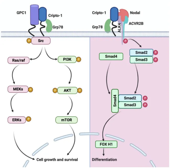 Figure 2. Signaling pathways that are activated by Cripto-1. Left: Cripto-1 Nodal-independent signaling via Glypican-1 activating c-Src/MAPK/AKT downstream signaling