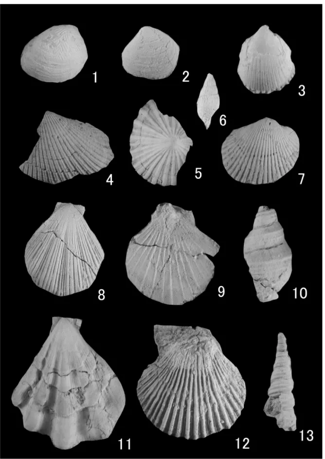 Fig. 6. Cold-water species, characteristic species of Omma-Manganji fauna and Miocene relict species from Kamakurazawa River