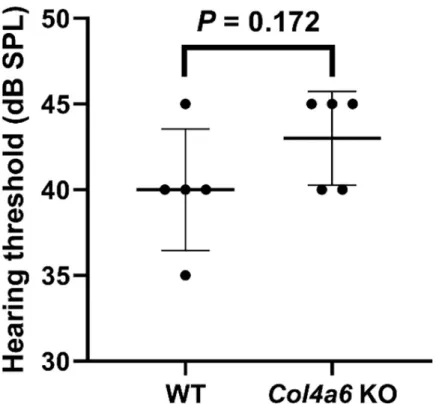 Fig 4. Hearing threshold assessed by click-evoked auditory brainstem responses in WT and Col4a6 KO mice