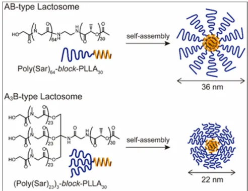 Figure 5. Illustration of the molecular structure of AB-type and A 3 B-type Lactosome  [28] 