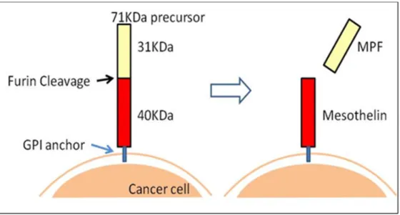 Figure 3. MSLN expression on cancer cells. 
