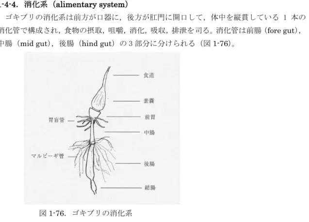 図 1-76．ゴキブリの消化系    前腸は咽喉（pharynx），食道（esophagus），素嚢（crop），前胃（gizzard）の 4 部分に 分けられる。素嚢は薄い半透明の膜状の袋で，食下した食物の一時貯蔵場所である（図 1-77）。 前胃の内壁には前胃歯（gizzard  teeth）と呼ばれる角質化した黒褐色の 6 列の歯状突起が 配列していて，粗大食物の再咀嚼という役目をする（図 1-78）。素嚢と前胃の内壁にクチク ラ質の内膜があり，硬い食物から素嚢と前胃を保護する。前胃に数本の盲腸状の胃