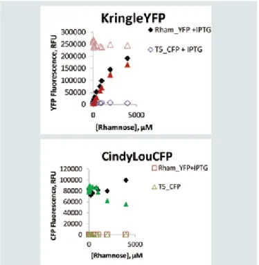 図 4. 単一 E.coli 株における KringleYPE と ClindyLouCFP の二重発現