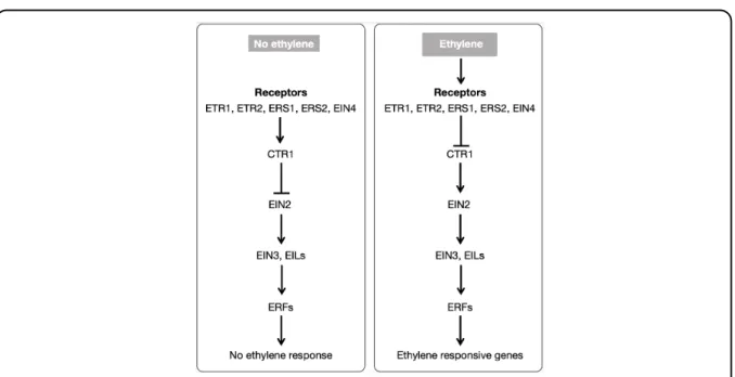 Fig. 1.2. Model for ethylene perception and signaling in plants. Ethylene receptors, together with CTR1 function as negative regulators