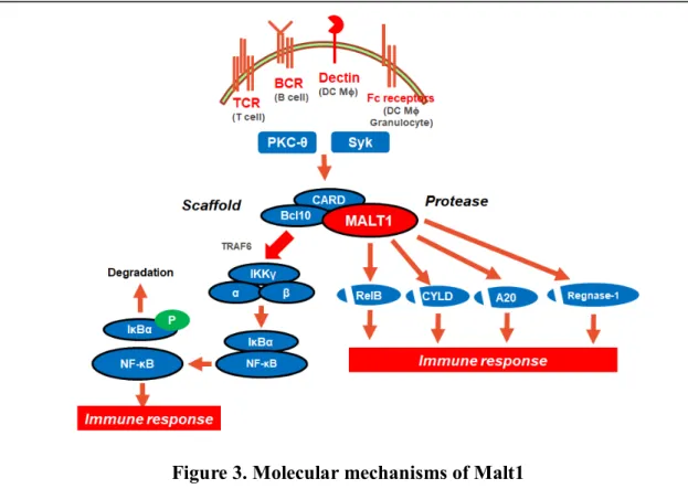 Figure 3. Molecular mechanisms of Malt1 