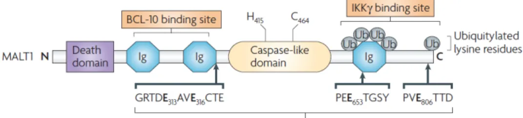 Figure 4. Structure of Malt1 [26] 