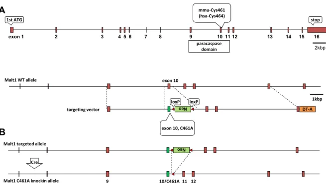 Figure 5. Development Malt1 protease-deficient (PD) allele 
